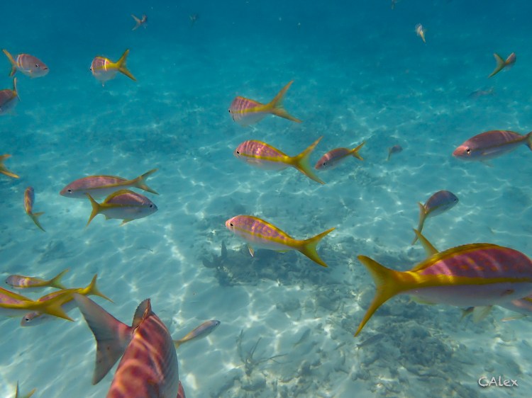 Image of fish in ocean