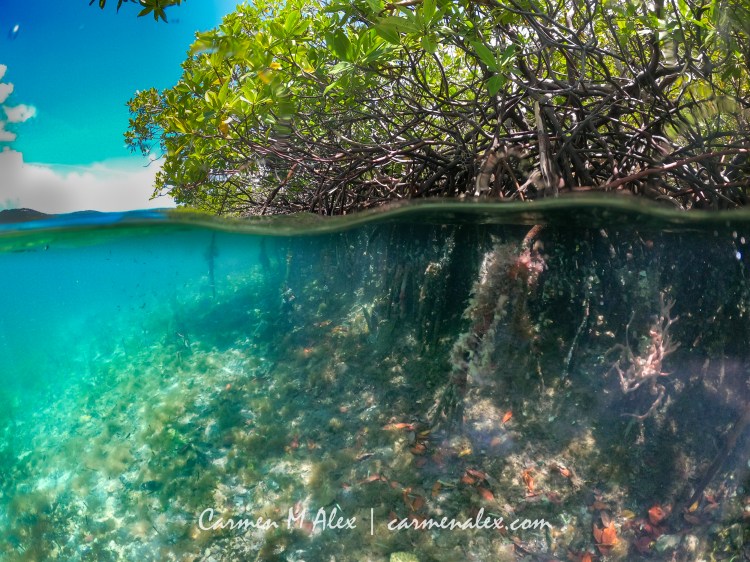 Image of mangrove shoreline in  the USVI