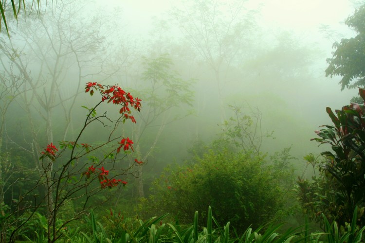Image of colorful leaves at Pura Vida National Preserve in Costa Rica